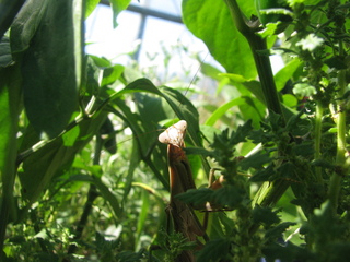 Macro photo of a praying mantis through the foliage of pepper plants and assorted weeds. The photo is somewhat skew but shows the front half of a 5 or 6 inch mantis in an upright posture, head facing the camera. We mostly see the underside, which is brown.