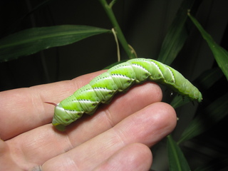 A photo of the hornworm I brought home, on my hand. It is about as thick as my pinky finger, but longer.