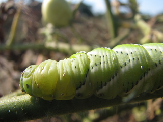 Closeup of a tobacco hornworm with suspicious irregularly placed white dots