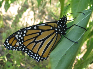 Frame-filling picture of a monarch, wings folded, sitting on a pepper plant. The scales on the wings are visible.