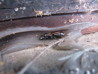 A large winged ant crouches in among some caulk and wood